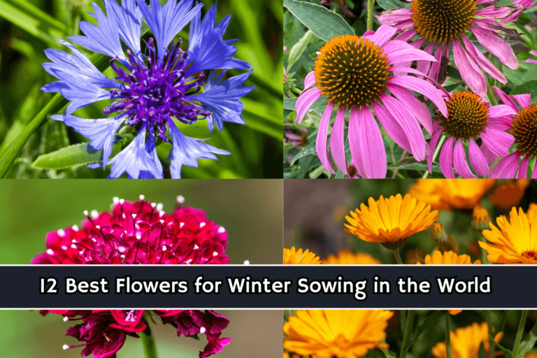 12 Best Flowers for Winter Sowing in the World