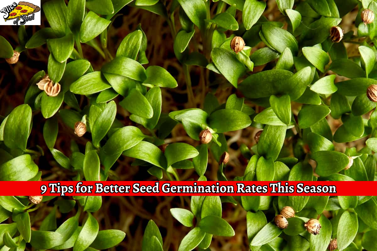 9 Tips for Better Seed Germination Rates This Season