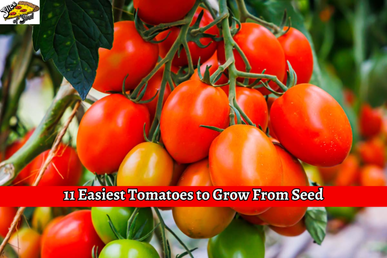 11 Easiest Tomatoes to Grow From Seed
